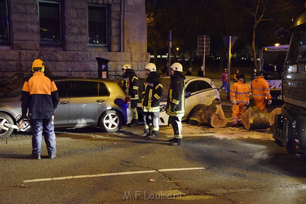 Baum auf PKWs Koeln Mitte Rheinuferstr Goldgasse P094.JPG - Miklos Laubert